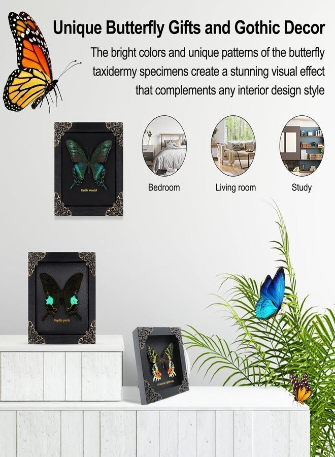 Agaoece Butterfly Framed Decoration Handmade Taxidermy Butterfly Shadow Box Collection Framed Butterfly for Oddities and Curiosities Gifts for Victorian Dark Academia Goth Wall Decor - Image 2
